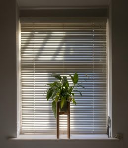 plant beside window shutter